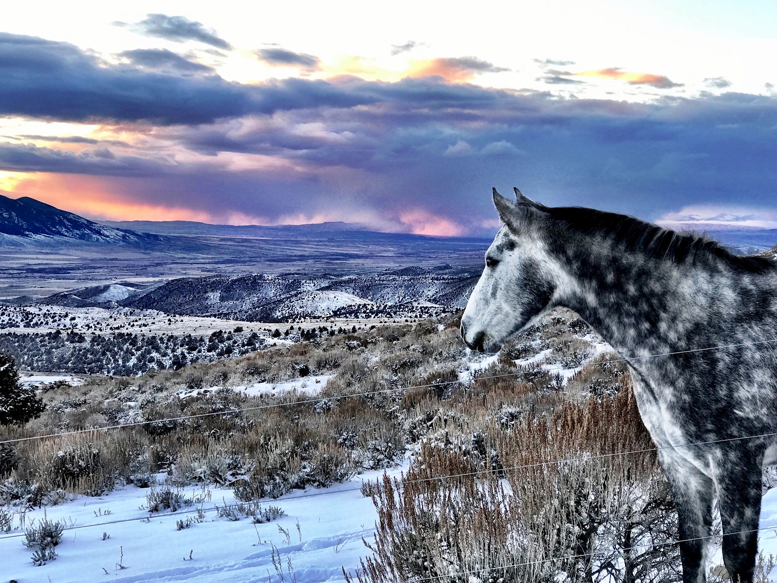 Newsletter & Directory | MONTANA QUARTER HORSE ASSOCIATION.com